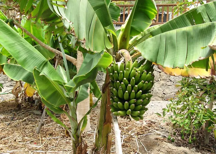 El Moral 公寓 莫甘海滩